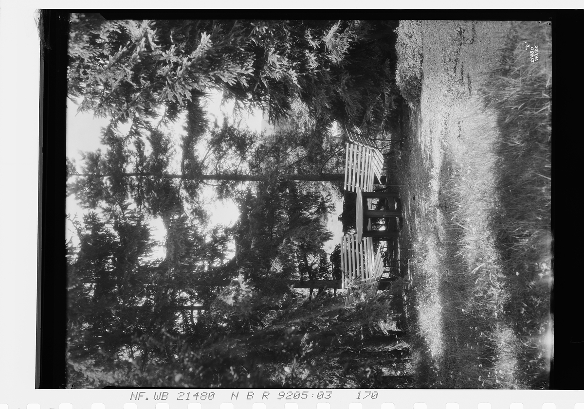 Hagemøbler mellom trær. Fotografert 1927.