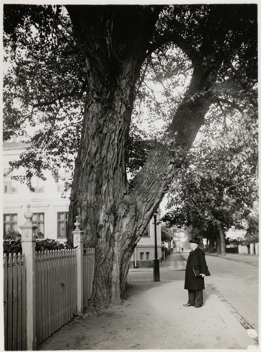 Stadens största träd. Vid korsningen av Alnängsgatan och Olaigatan 30. 
Det var en svartpoppel, omkring 1930 uppmätt 28 m högt samt en krondiameter på 22 meter, enligt uppgifter från professor Rutger Sernander.