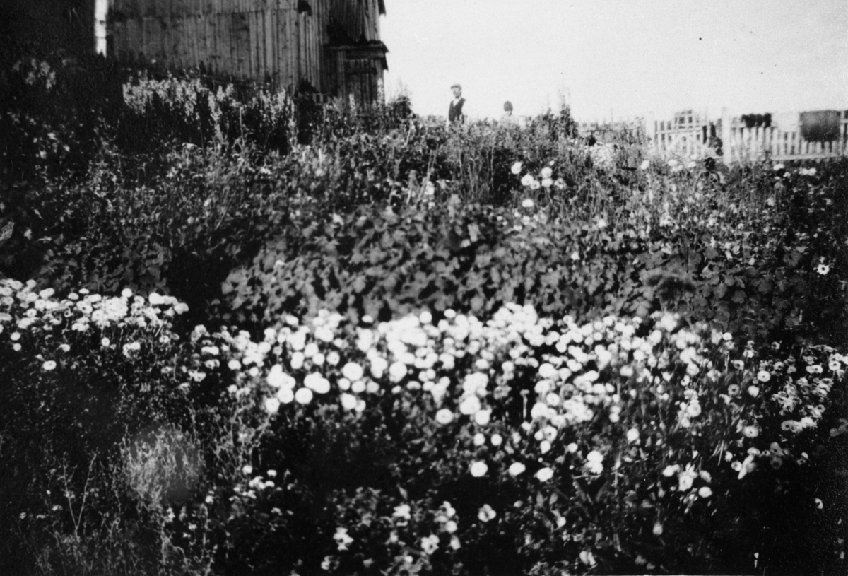 Blomsterhaven til Sima O. Gjelten sommeren 1922
