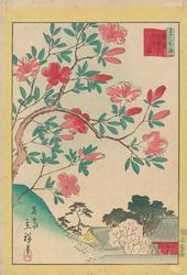 Rød Kirishima azalea ved Gokoku-tempelet i Tokyo [Grafikk]