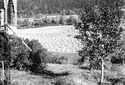 Ringebu. Halstad. Korn på staur sett fra hagen på Elstad.