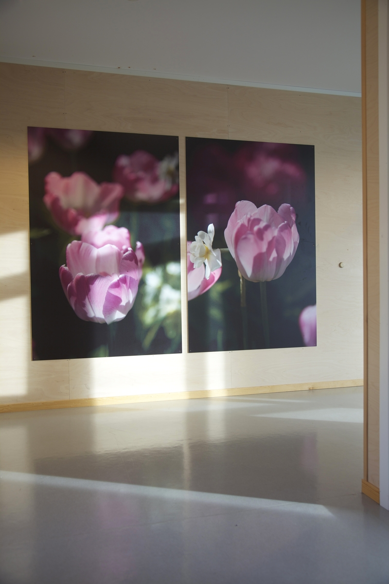 Motivene er basert på valmue og tulipan fotografert under ulike lys- og værforhold. Ideen er å bringe positive energier inn i miljøet.