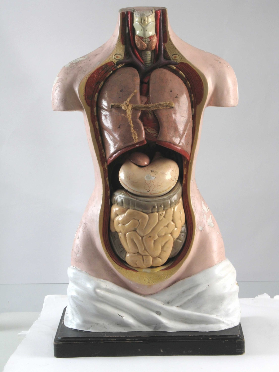 Torso som viser de ulike indre organer, disse kan også tas ut av modellen. Står på en plate av tre.