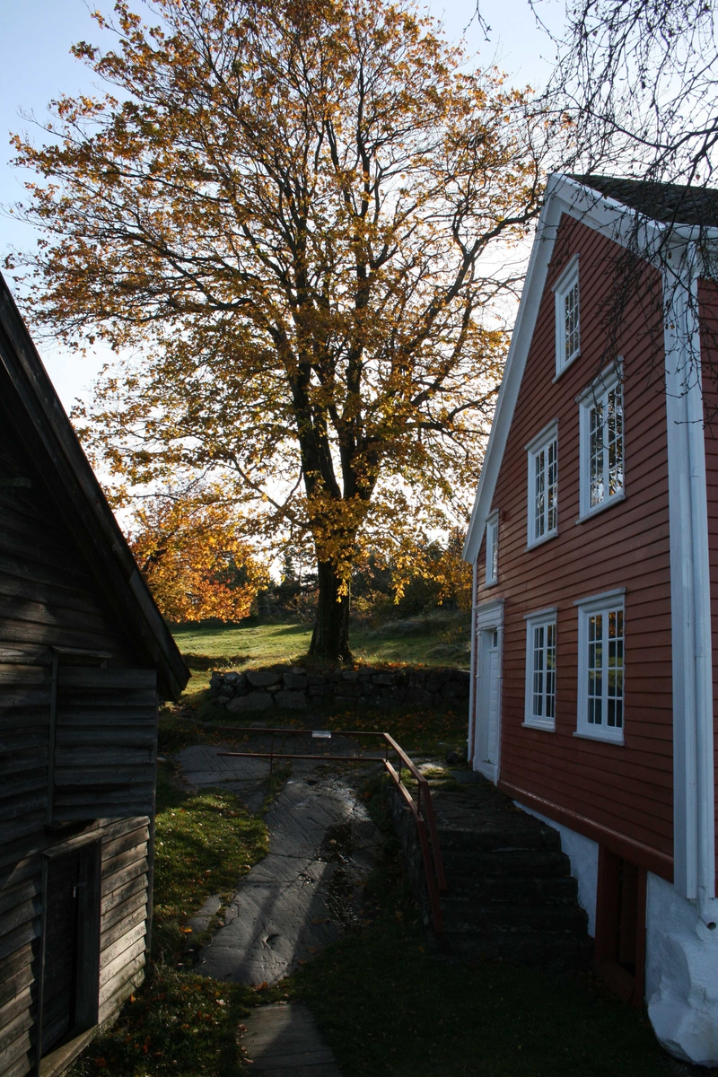 Merdøgaard, gårdstun mellom våningshus t.h. og sjøbod t.v. Tuntre, lønn, midt i mot. Kronen på dette treet skal reduseres, pga nærheten til bygningene. 