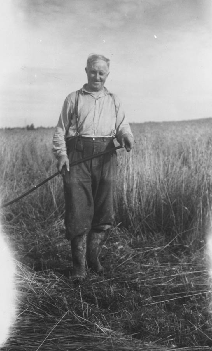 Kristian Lien, f. 1890 skjærer kornet  med ljå, da det var så vått.