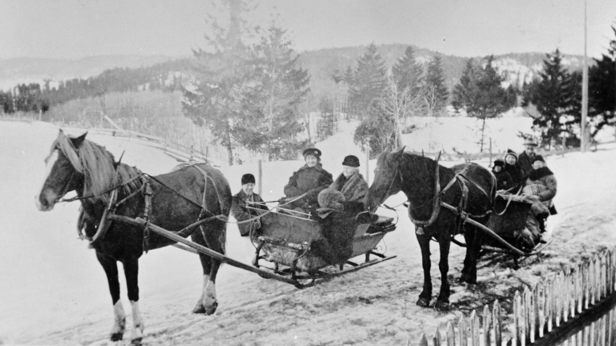 To hester i bruk til kanefart
personer sitter på, vinterskog