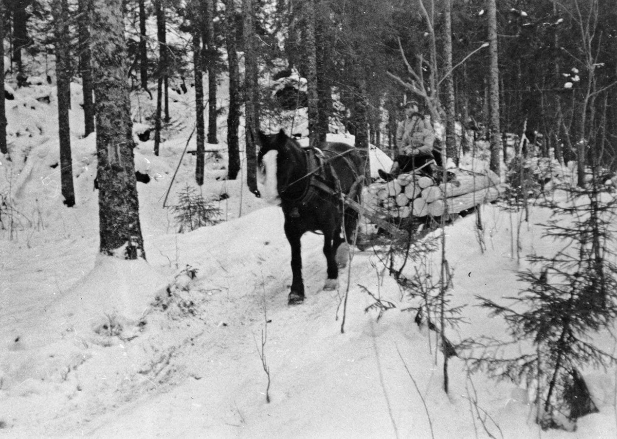 Skogsdrift i Losby. 2 personer på tømmerlasset trukket av hest gjennom skogen.