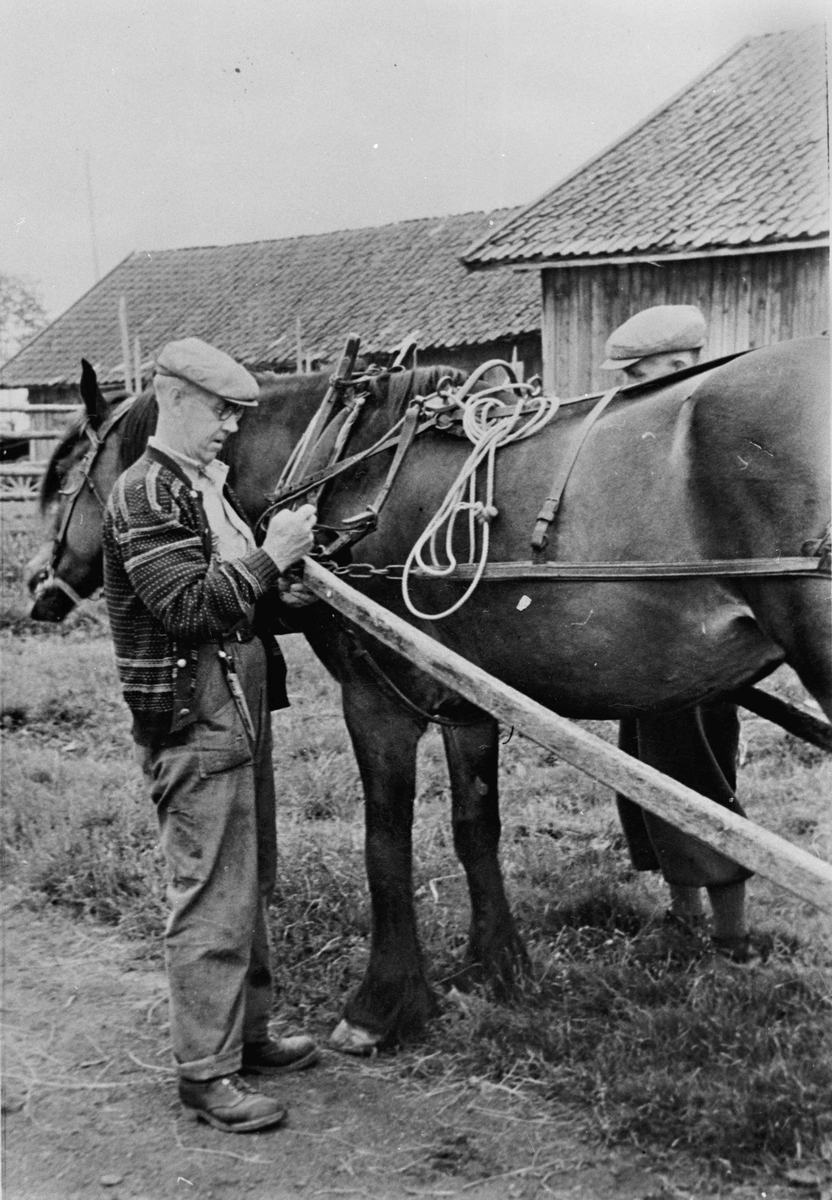 Dønnum nordre, under krigen. Fra v. Paul Frank (fdt 1880) og bak hesten Karl Frank (fdt 1886).