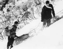 Saueberging i Vistdal februar 1966.