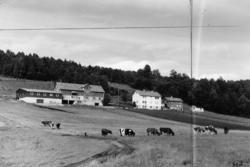 (Bilder brukt i "Gards- og ættesoge for Nesset").