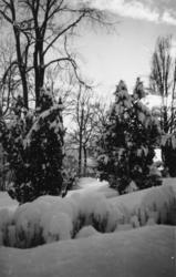 "Fra parken i kveldssol".