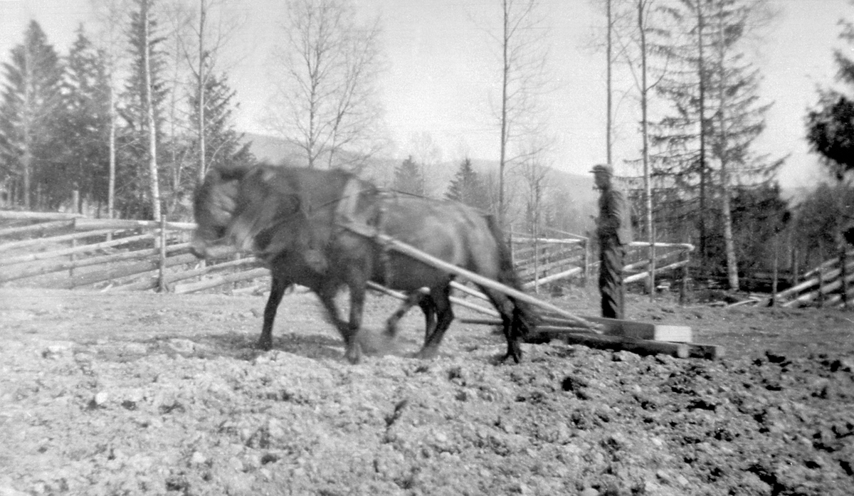 Våronn på Skavlien, Ringsaker. Alfred Evensen med hester tospann og piggslådd.