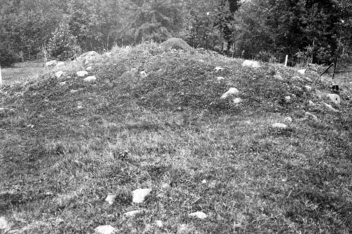 Gravhaug sett fra nord før utgraving av Sigurd Grieg. Oldtidsminne, Jevanord vestre, Furnes, Ringsaker.