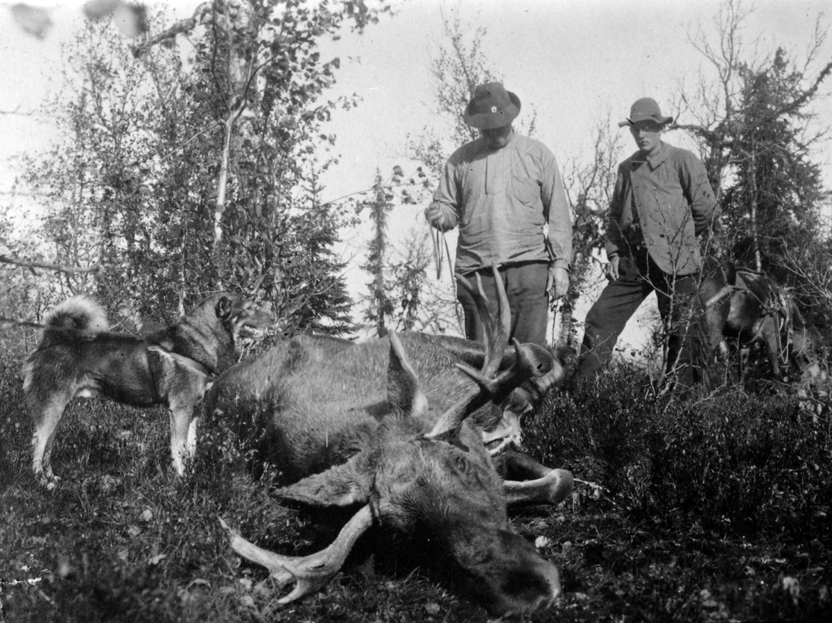 Thore Lier (1869-1945) og Nils Lier med jaktbytte, stor elgokse, hund, Ringsaker ca. 1925.
