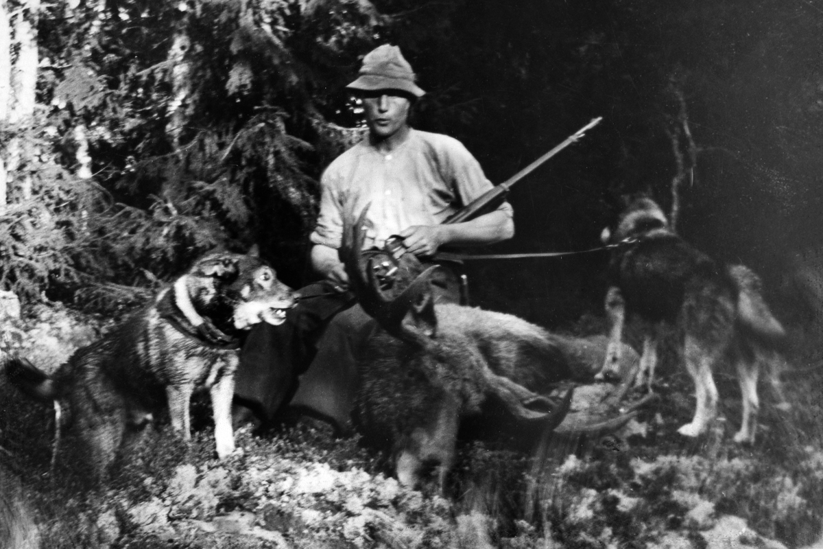 Odvin Bratberg (1896-1979) på elgjakt i slutten av 1930-tallet. Bikkjene heter Tass og Bamse.