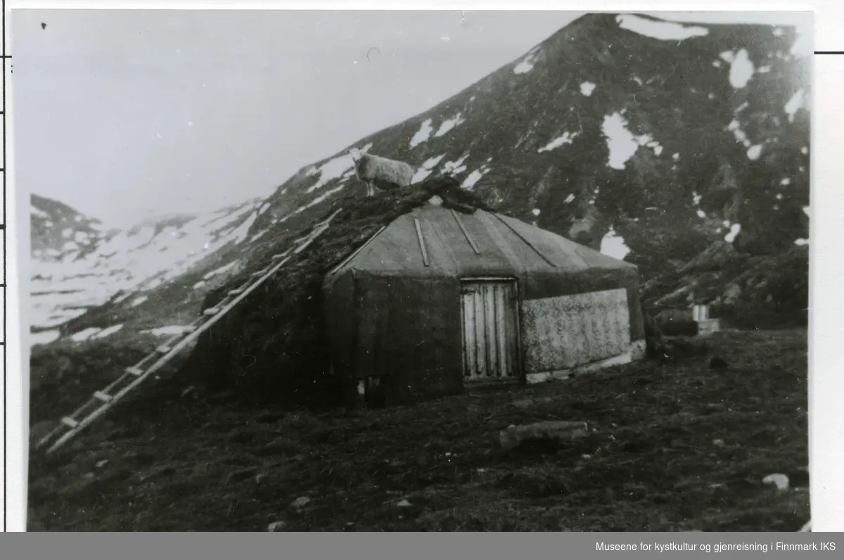 Schanches fjøsgamme på Skjånes. Gammen sto ca 100 m fra hovedhuset. Det står en sau på taket av Gammen. 1937.