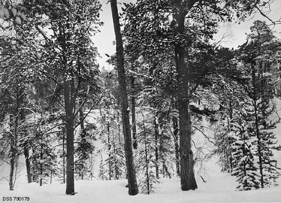 Fleraldret furubestand i Goskama-skogen ved Eibyelva i Alta i Finnmark.  Fotografiet ble tatt vinteren 1927, året før den statlige skogforvaltningen bestemte at et 25 hektar stort skogområde på dette stedet skulle fredes for skogbruksaktiviteter.  Dette var - for sin tid - en spesiell vernesak, i og med at det meste som ble fredet på denne tida var enkelttrær, som skilte seg fra de omkringstående i kraft av sin form eller størrelse.  Om dette bestandet skrev statens skogforvalter i området:  «Der forekommer ikke nogen særlig store dimensjoner.  Heller ikke har jeg påtruffet nogen særlig merkelige trær.  Skogen må nærmest betegnes som gjennemsnittsskog.»  Her var det altså en vanlig skog, typisk for denne regionen, med furu og bjørk som dominerende arter, som skulle skjermes for menneskelige inngrep.  Vedtaket som ble gjort i 1928 var for øvrig produkt av en gammel idé, som den statlige skogforvaltningen i området hadde innvidd lokalbefolkningen i alt omkring 1910.  Verneområdet gikk følgelig allerede under navnet «Nasjonalparken».