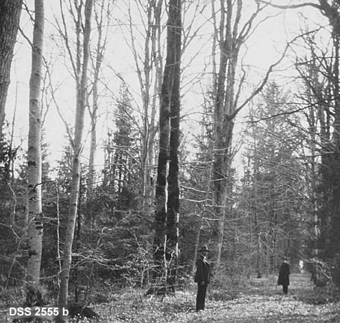 Fra Gullkronen, et parkområde ved Jarlsberg hovedgård i Sem i Vestfold.  To opptak fra lauvskog ispedd noe gran.  Kvitveis på bakken.  På det ene fotografiet ser vi to velkledde menn ved en ekstremt grov lauvtrestamme (muligens lind).  Det andre fotografiet er tatt fra en kjerreveg omgitt av høye, bladløse lauvtrær (høstopptak) og med en underskog av smågran. 