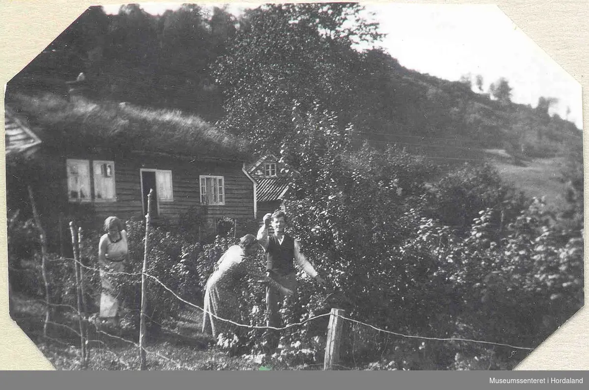 Ein mann og to kvinner som plukkar bær i hagen.To Våningshus med torvtak, gjerde. 