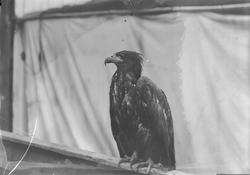 To havørner som ble sluppet ut etter å ha vært fanget