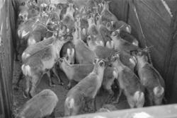 Transport av reinsdyr med tog