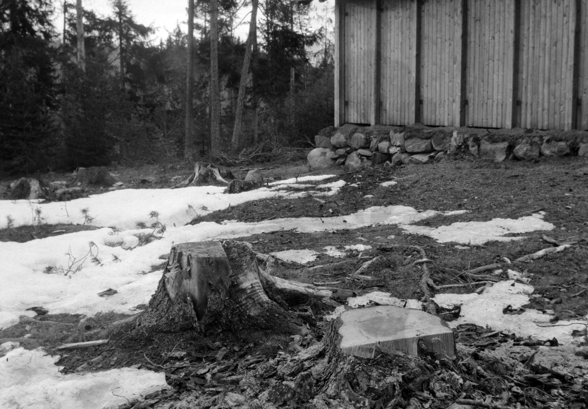 Ole Løken var formann i styret for Ringsaker og Nes Almenning, opptatt av skogsdrift og vedlikehold av skogen, hogst og tynning, stubber,
