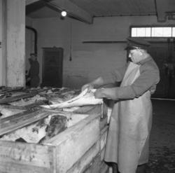 Virksomhet ved Kjølelageret. Kontroll av fisk av Statens vra