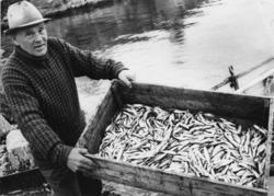 Brislingfangst på fjorden betyr også tilgang på agn for loka