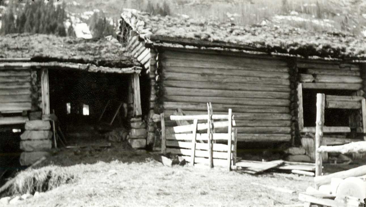 Foto tatt i forbindelse med nedrivingen av fjøset og løa fra Skomedal, som senere er blitt satt opp på Norsk Folkemuseum i Setesdalstunet.
