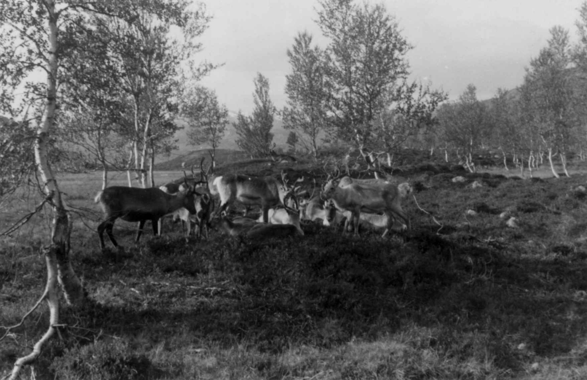 Reinsdyr på reinsamlingsplass. Øksfjordeidet 1953.