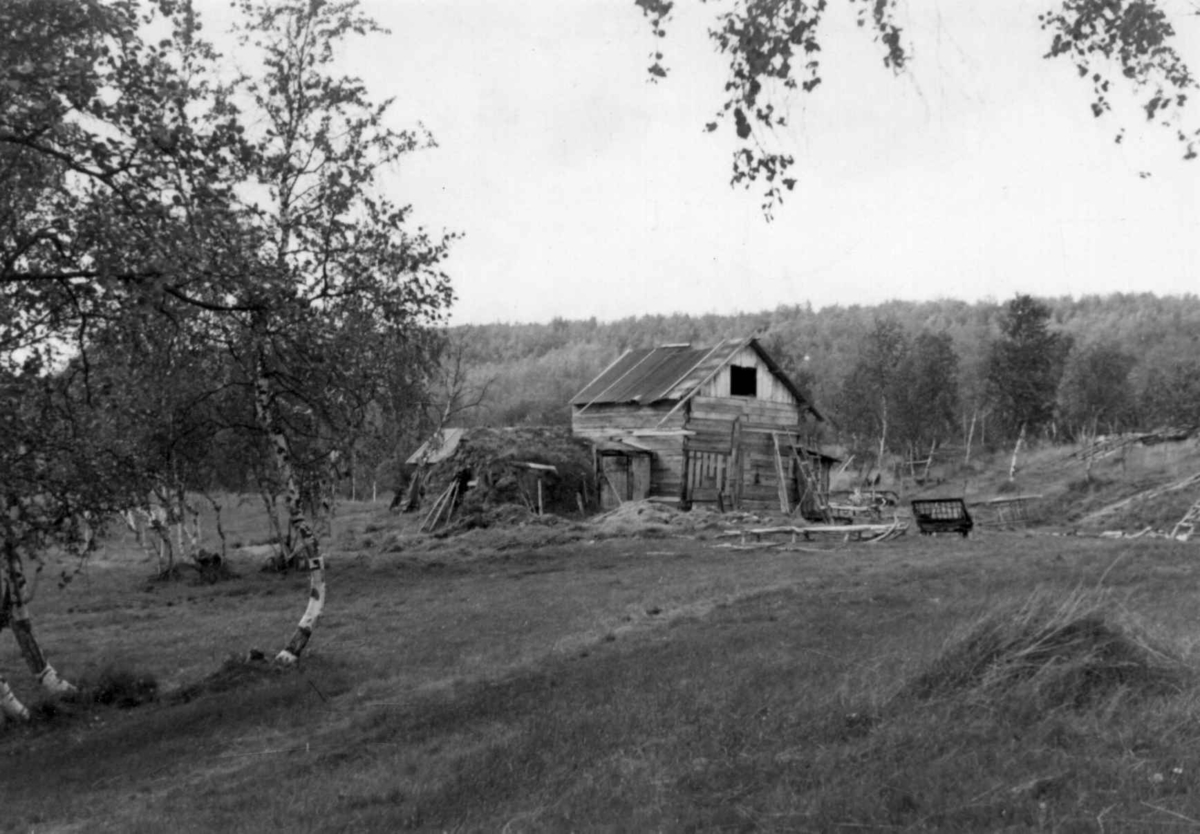 Fjøset på N. N. Saras gård, Sarabakken, Masi 1953.