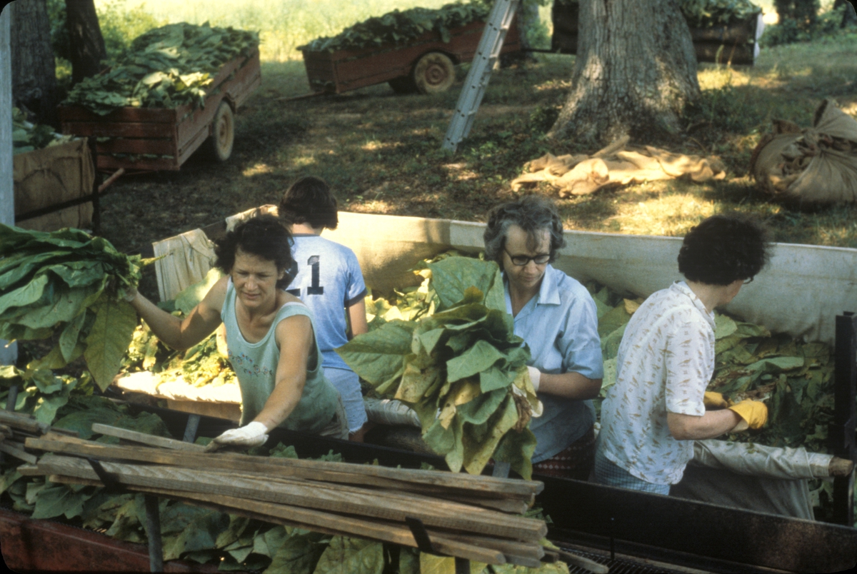 Vogner med tobakksplanter. Produksjon av Lys Virginia pipetobakk ved tobakksplantasje. Foto fra bildeserie brukt i forbindelse med Tiedemanns Tobaksfabriks interne tobakkskurs i 1983.