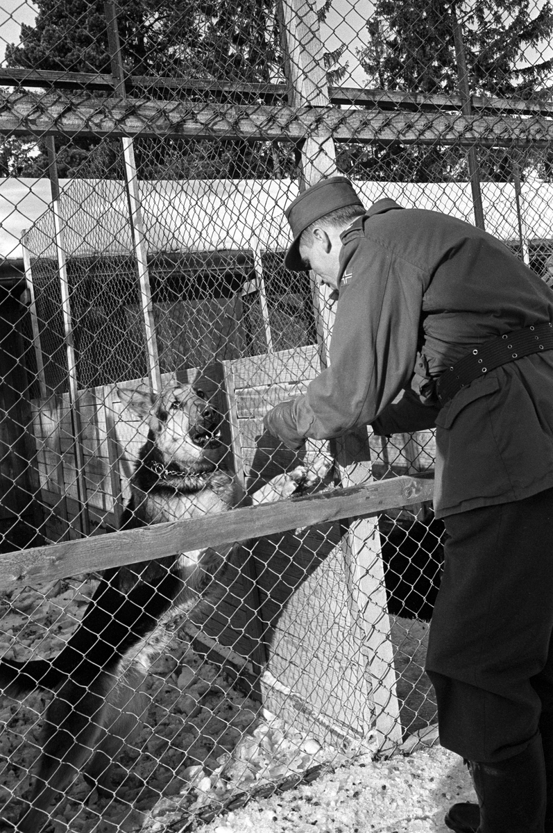 En militær hilser på en hund i luftegården ved Forsvarets Hundeskole på Seiersten Fort / Festning i Drøbak i februar 1965,
