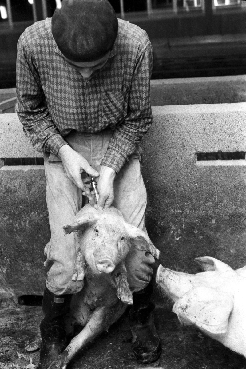 Fra grisefjøset på Bleiker gård i Asker hvor en av grisene blir vaksinert den 9. desember 1961.