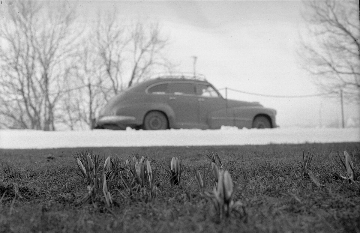 Oslo, mars 1957, bil på vinterføre, krokus blomstrer i veikanten.