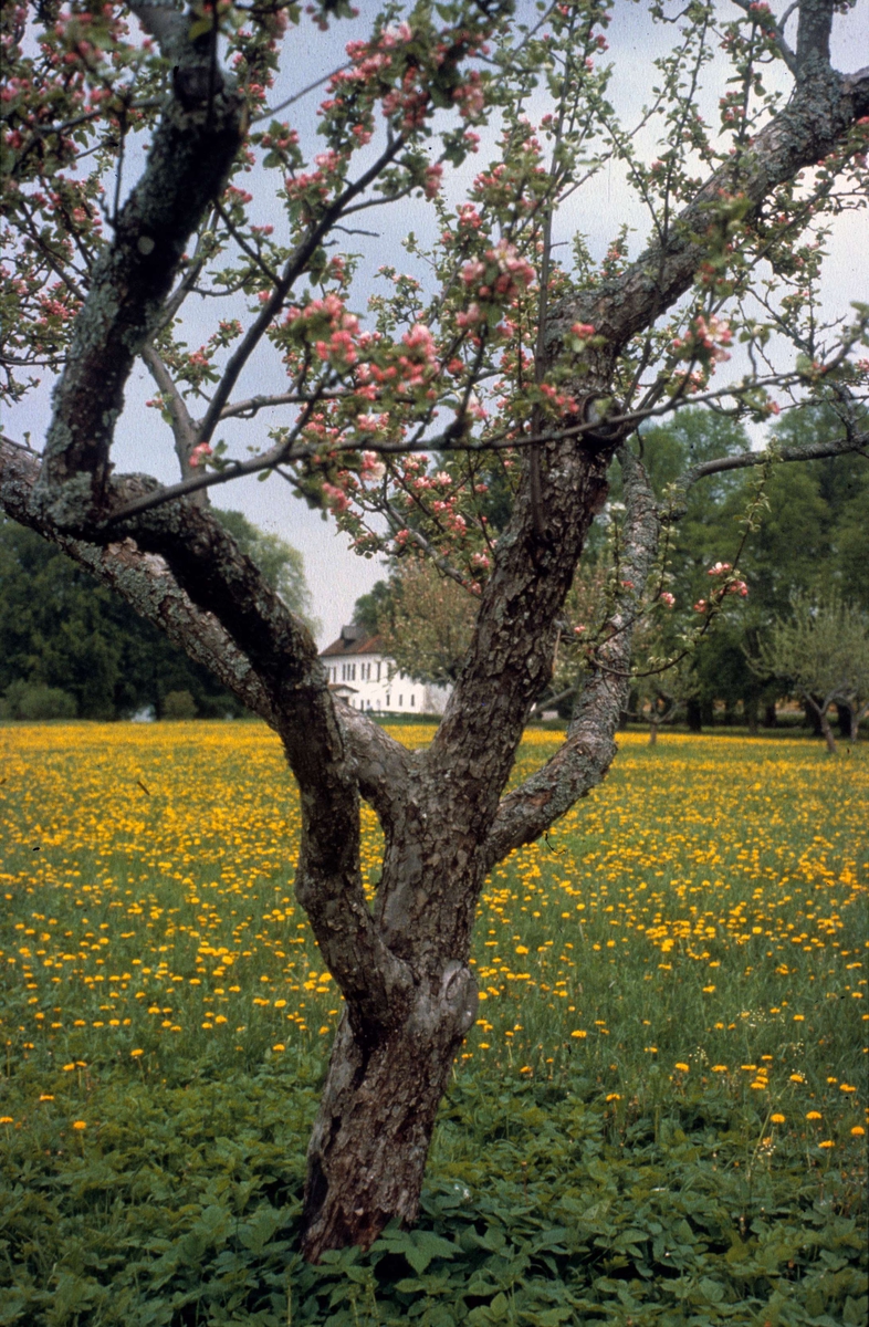 "Fruktträdgården", Skokloster socken, Uppland 1983