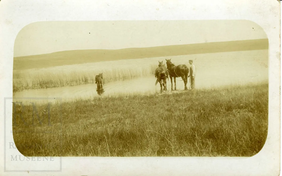 To hester med seletøy, et føll og en mann vasser ute i en innsjø. 