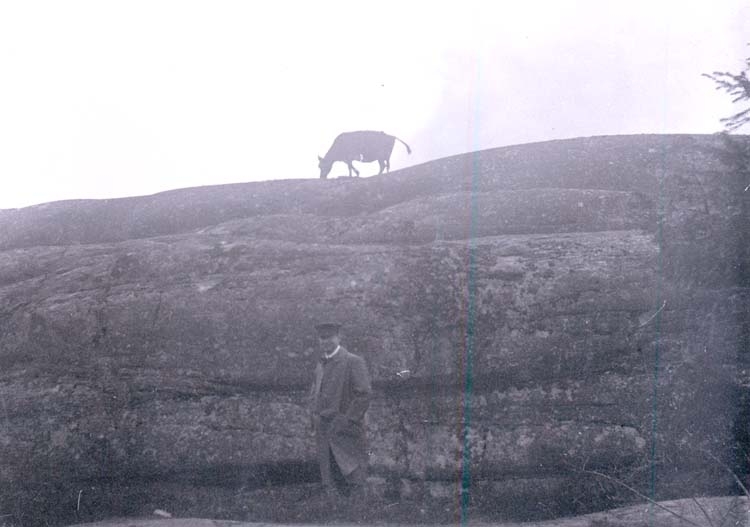 Enligt text som medföljde bilden: "Ko på berg nära Rabbalshede 1918."