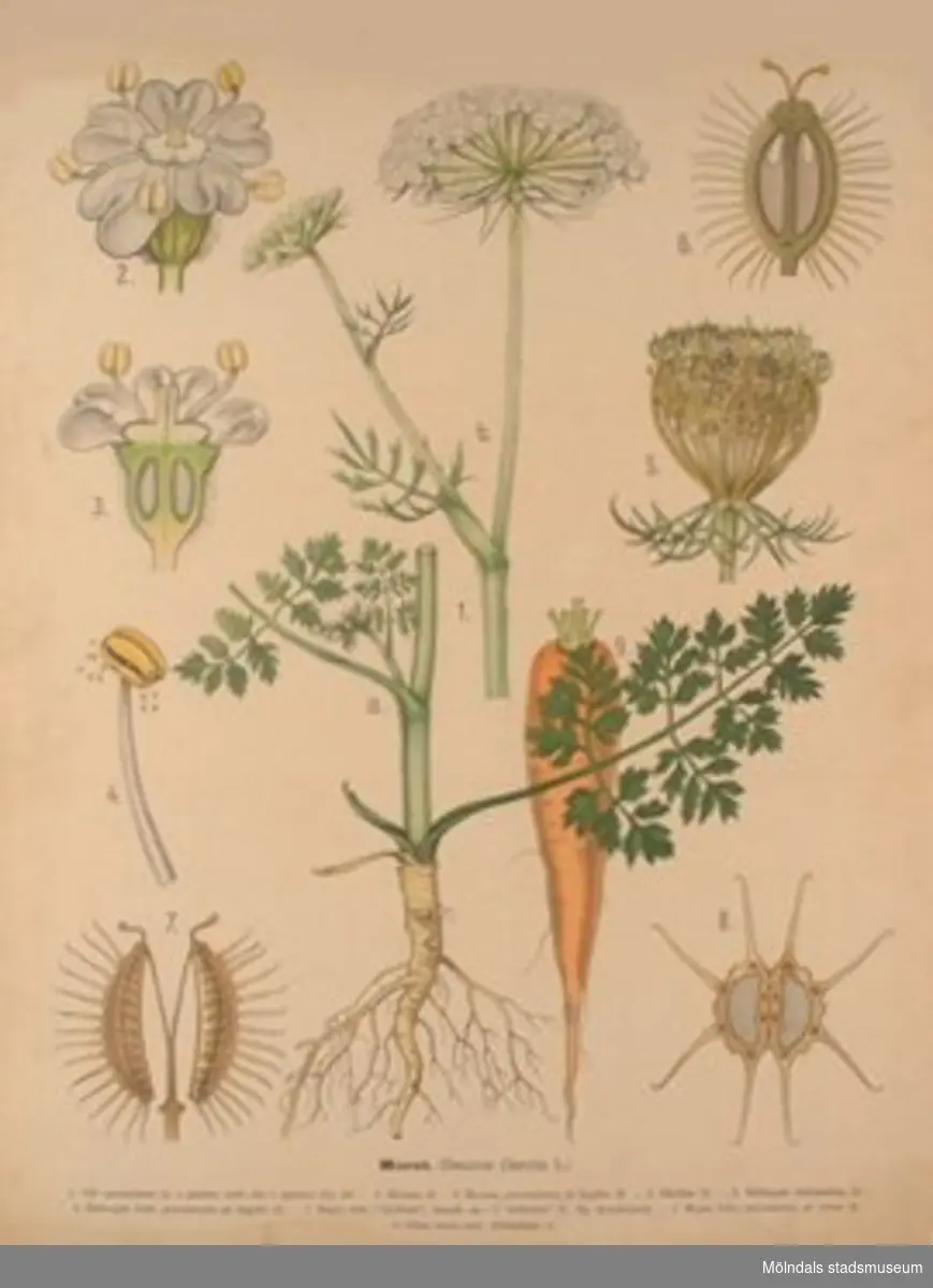 Biologi:Morot, målad av Henrietta Sjöberg.J. Eriksson. Botaniska väggtavlor. 2:a upplagan.Lit. o. tr. i Gen. stab. lit. anst.