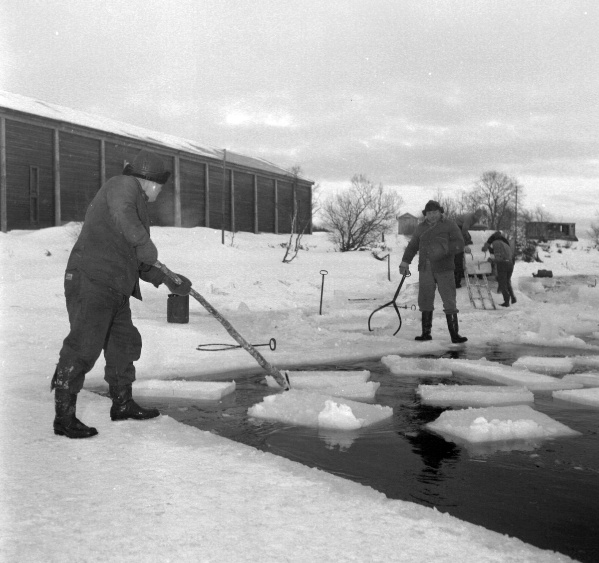 Isskjæring på Møkkelandsvannet, 1960.
