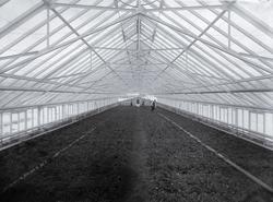 Interiør drivhus, Strand gartneri.