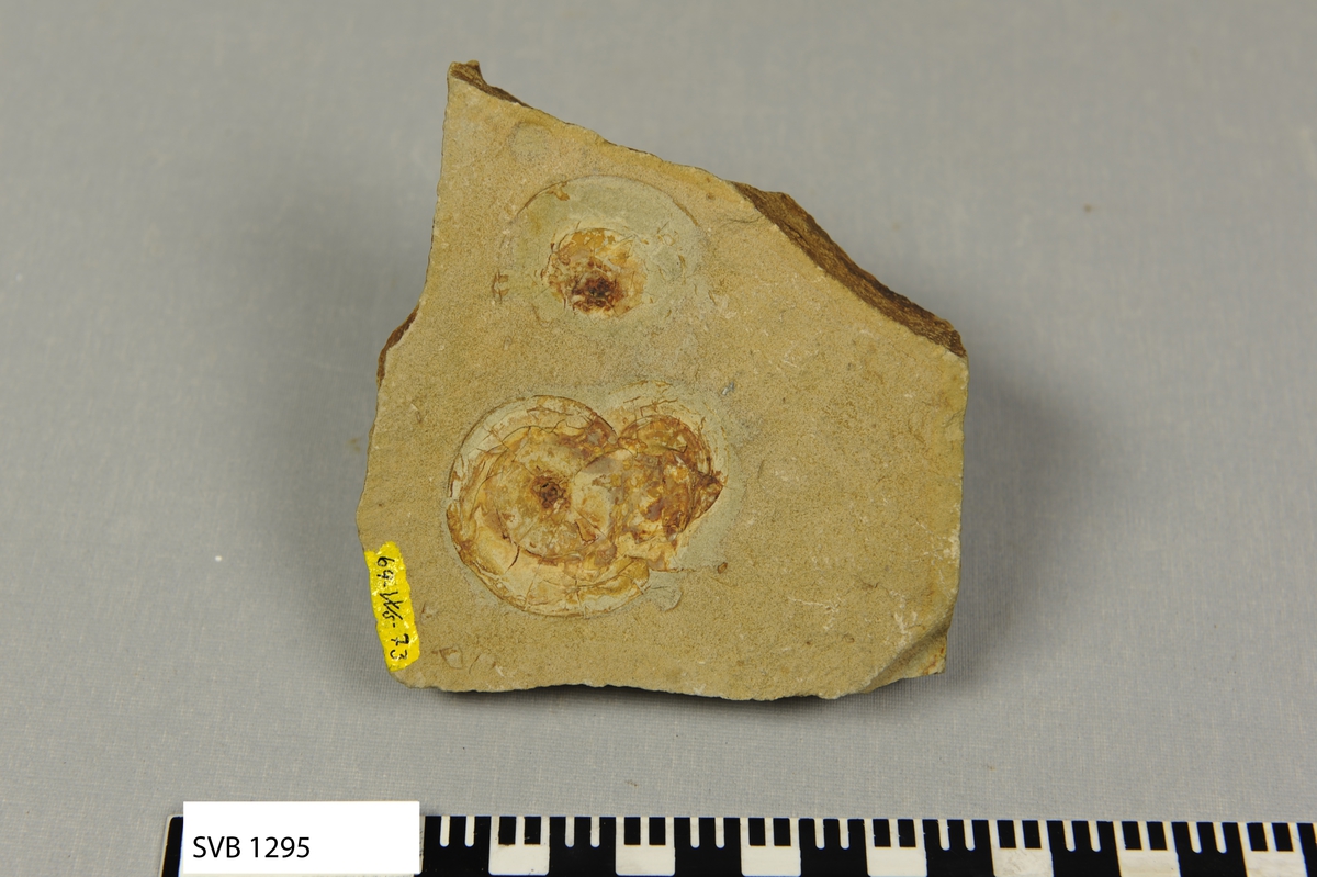 Steinplate med fossil av dyret ammonitt (blekksprut) fraTriastiden. Merket med gul lakk og bokstaver og tall på den ene siden.