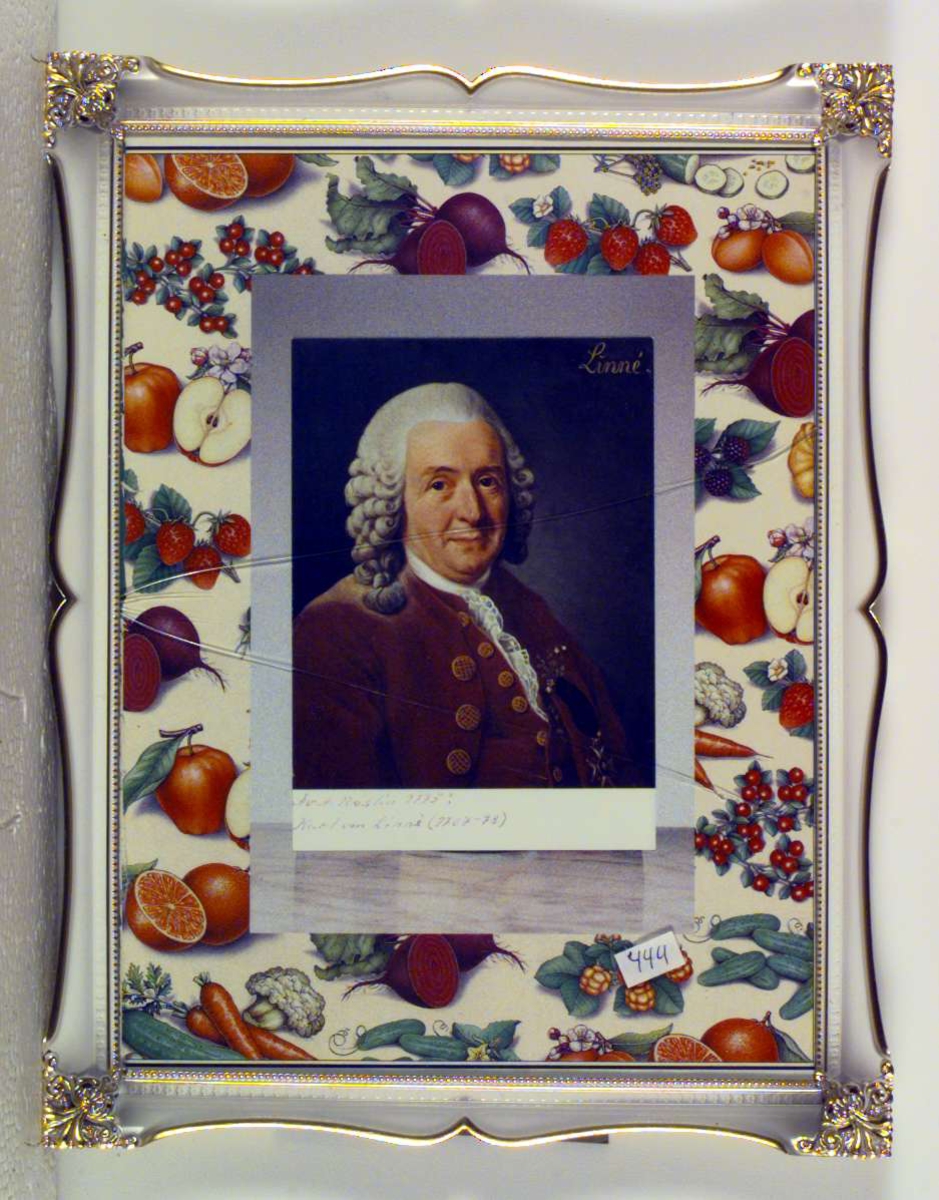 Fargeportrett av Carl von Linné (1707-78). Som bakgrunn er brukt et utklipp fra et magasin hvor motivet er forskjellige sorter frukt og grønnsaker.  