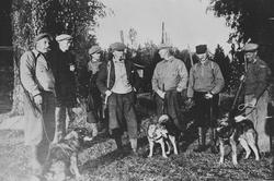 En gruppe menn. Elgjakt med hunder.