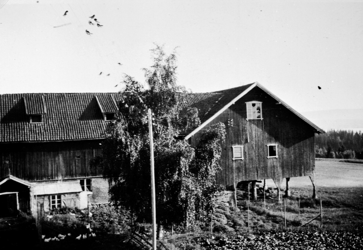 Låven og fjøset på Lodviken, Helgøya.
