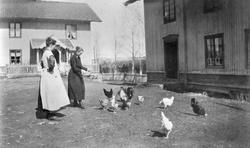 Foring av høner på tunet på Dompidal gård, Gaupen, Ringsaker