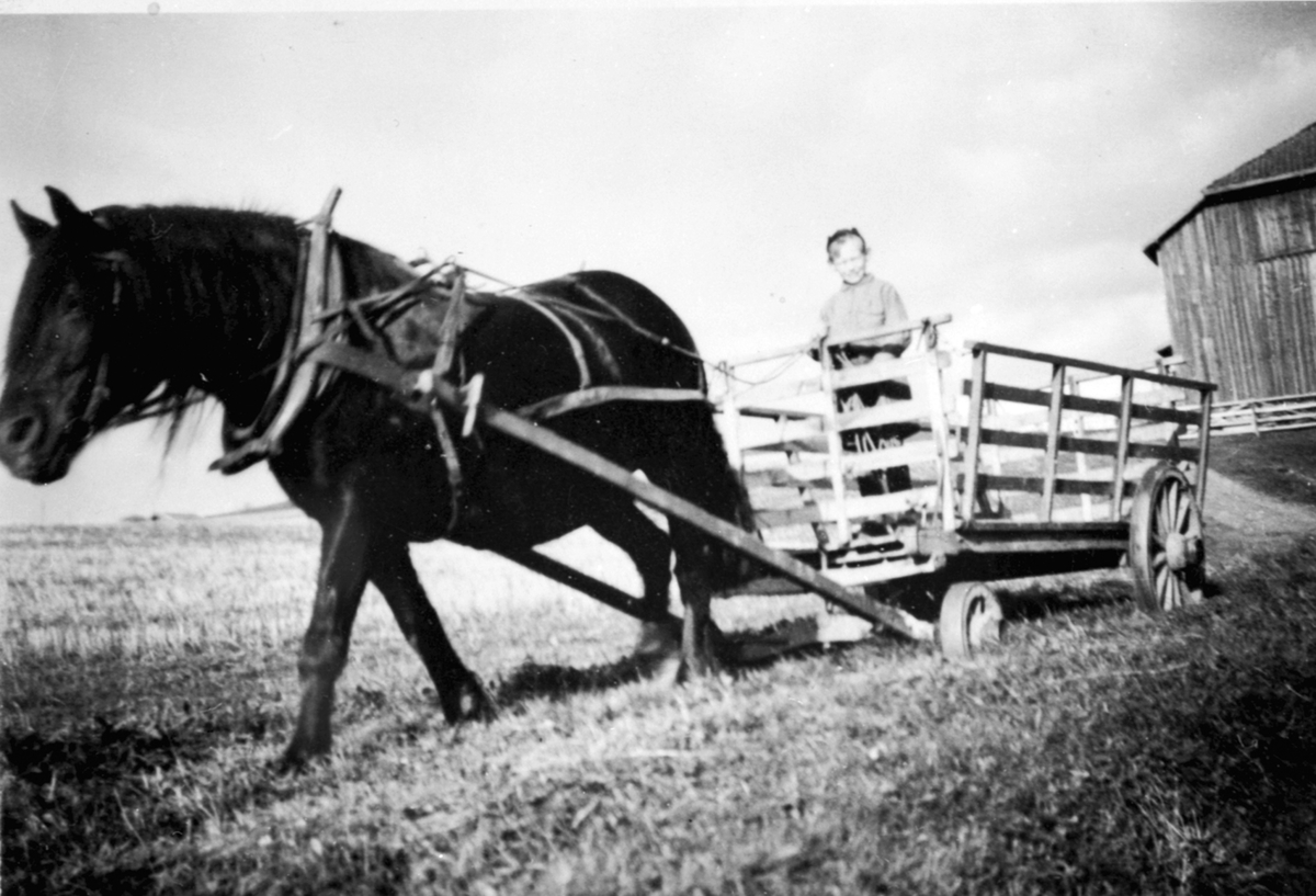 Halvor Amb f.1937 med hesten "Dokka" og høyvogn på Kinnli lille, Ringsaker. Kusking var småguttarbeid.