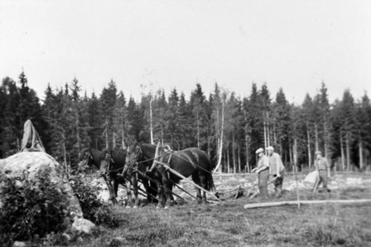 Nybrottsarbeid på Hoelstad, Nes, Hedmark. Brøttpløying med tre hester og plog. Tre menn arbeider, kjører stein.