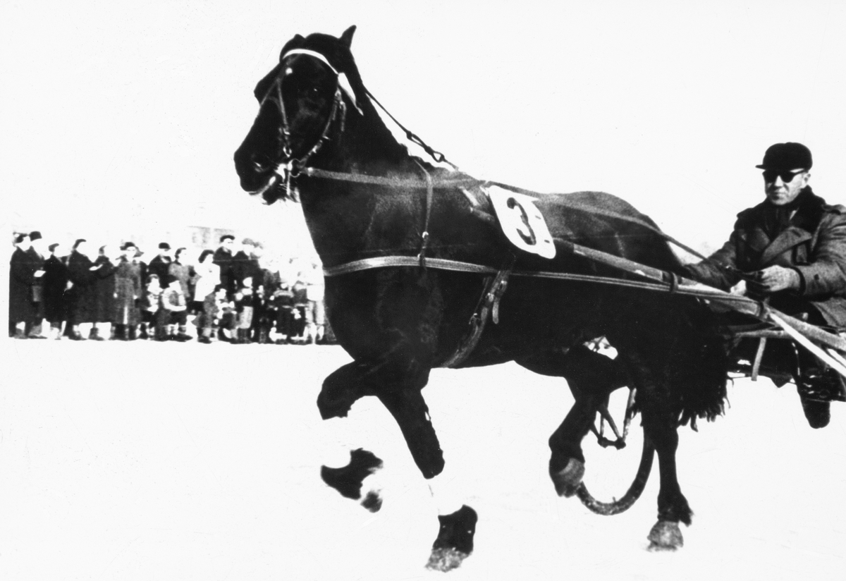 Martin Storihle med "Ilegubben" under travstevne på mjøsisen utenfor Ridehuset på Hamar 11. 03. 1956. Det var 2000 tilskuere som så at Ilegubben vant distansene 1640m på 2, 50, 3 min og 2000 m på 3, 33, 1 min. 