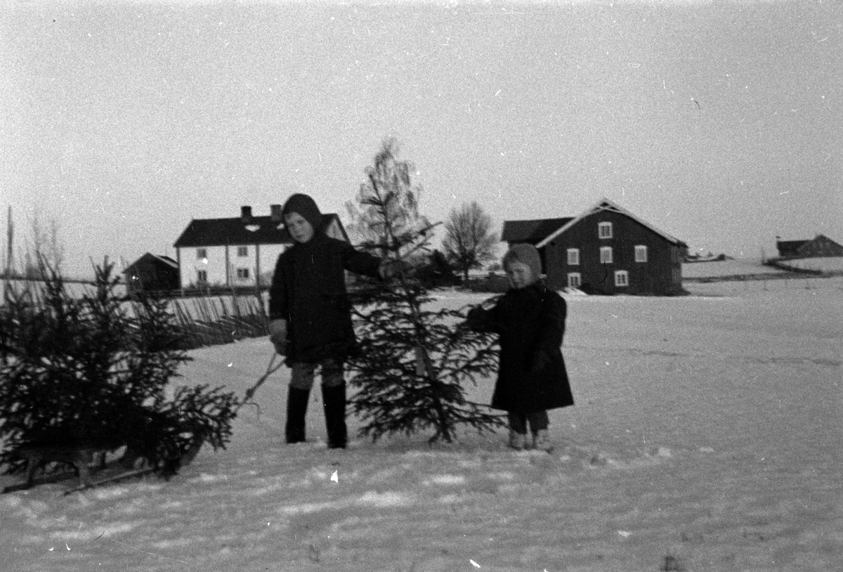 To små barn som har hentet juletre. Barna er Odd Kjell Sjegestad til venstre, og Anna Sjegestad til høyre. Uthus gård i Romedal ligger i bakgrunnen.